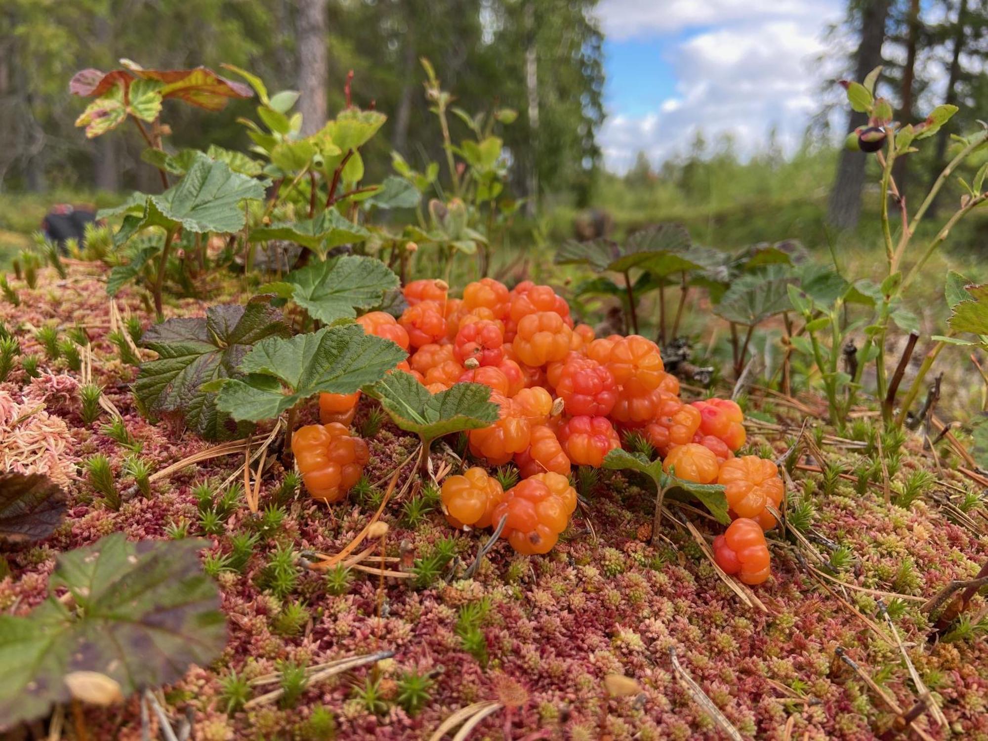 Vildmarksgard Lillviken Strömsund Kültér fotó